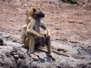 Obraz premium A deeply relaxed bear baboon (Papio ursinus) sitting at a waterhole in Hwange National Park