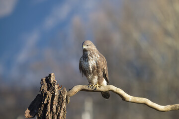Uccellini e passeri in volo ,poiana picchio verde