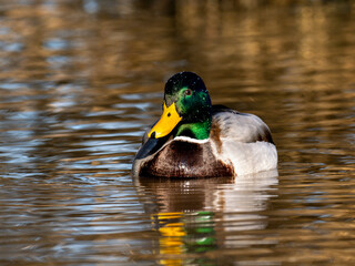 Fototapeta premium Stockente (Anas platyrhynchos)