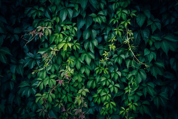 Dark green Japanese creeper leaves texture