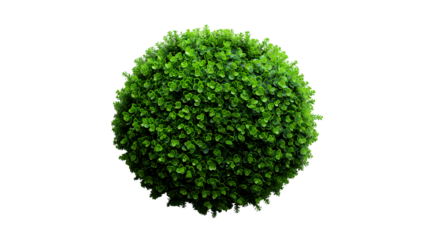 Tropical Greenery Lush Plants with Ivy and Fern, Natural Garden Scene for Home Decor, isolated on transparent background.