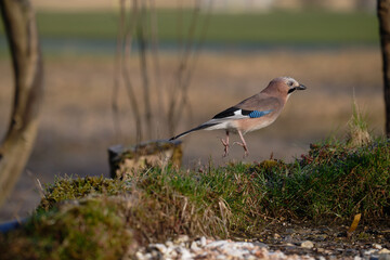 Uccellini e passeri in volo ,poiana picchio verde