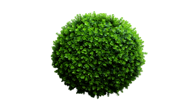 Tropical Greenery Lush Plants with Ivy and Fern, Natural Garden Scene for Home Decor, isolated on transparent background.