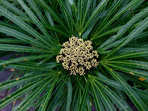 Osmoxylon lineare is a species of shrubby plant from the Araliaceae family (cup family). This plant originates from the humid tropical biome in the Philippines (Luzon).