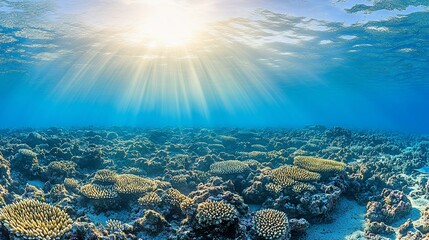 Obraz premium Sunlit Coral Reef Ocean Floor Seascape