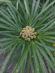 Osmoxylon lineare is a species of shrubby plant from the Araliaceae family (cup family). This plant originates from the humid tropical biome in the Philippines (Luzon).