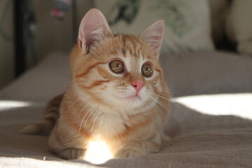 Cozy and playful ginger kitten basking in warm sunlight, capturing hearts with its adorable gaze and playful spirit