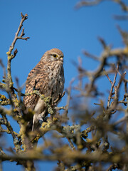Turmfalke (Falco tinnunculus)