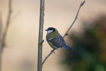 Uccellini e passeri in volo ,poiana picchio verde