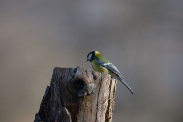 Uccellini e passeri in volo ,poiana picchio verde