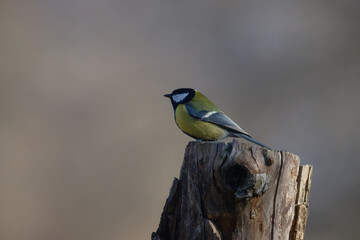Uccellini e passeri in volo ,poiana picchio verde