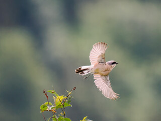 Neuntöter (Lanius collurio)