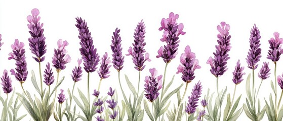 Watercolor lavender field illustration on white backdrop capturing the essence of floral elegance and botanical beauty in a serene and artistic style