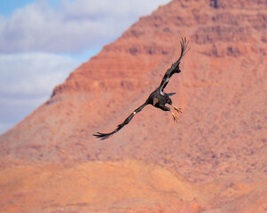 Fototapeta premium critically endangered California Condors in flight over Arizona high desert habitat