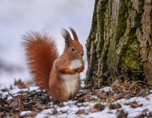 Funny red squirrel striking a playful pose, showing curiosity and charm in a natural setting.