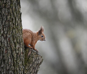 ively red squirrel resting on a tree, bathed in warm nature light.