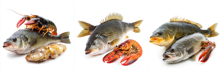 Set of a lobster on top of a fish, Fish. Lobster isolated on a transparent background