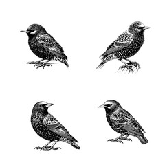European Starling
