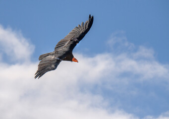 critically endangered California Condors in flight over Arizona high desert habitat