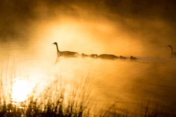 Misty Morning Geese Family