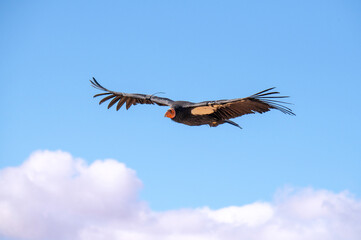 critically endangered California Condors in flight over Arizona high desert habitat