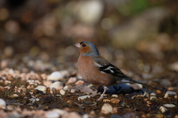 Uccellini e passeri in volo ,poiana picchio verde