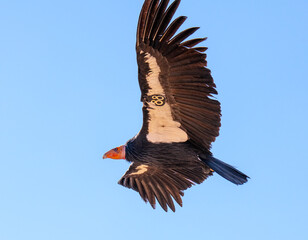 critically endangered California Condors in flight over Arizona high desert habitat