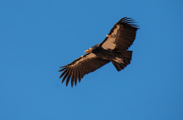 critically endangered California Condors in flight over Arizona high desert habitat