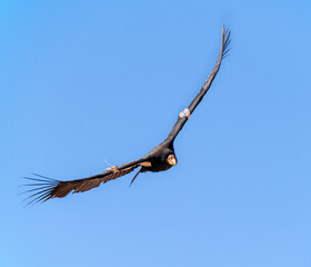 critically endangered California Condors in flight over Arizona high desert habitat