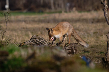 Uccellini e passeri in volo ,poiana picchio verde