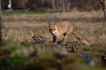 Uccellini e passeri in volo ,poiana picchio verde