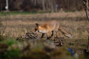 Uccellini e passeri in volo ,poiana picchio verde