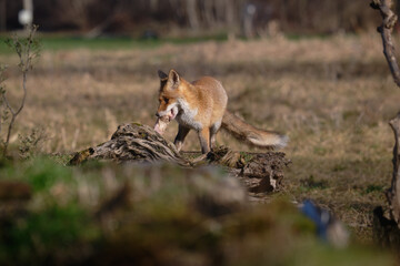 Uccellini e passeri in volo ,poiana picchio verde