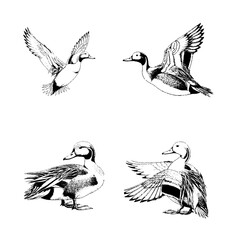 Northern Pintail