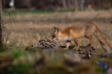 Uccellini e passeri in volo ,poiana picchio verde