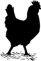 black chicken