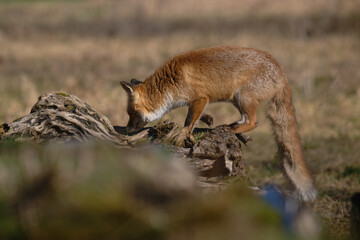 Uccellini e passeri in volo ,poiana picchio verde