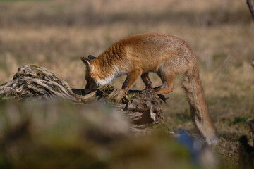 Uccellini e passeri in volo ,poiana picchio verde