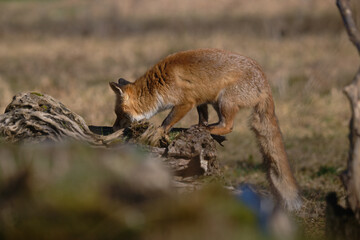 Uccellini e passeri in volo ,poiana picchio verde