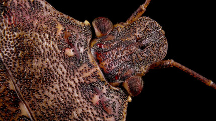 Brown Marmorated Stink Bug Head Macro on a Black Background