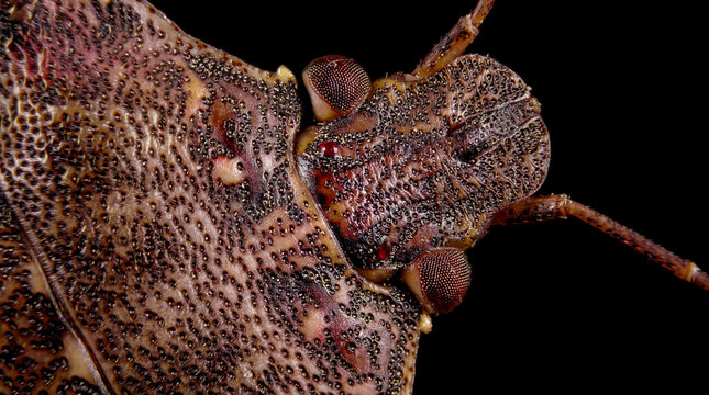Brown Marmorated Stink Bug Head Macro on a Black Background