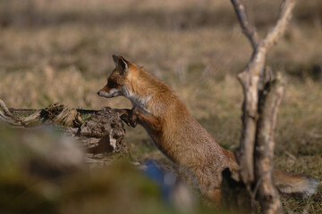 Uccellini e passeri in volo ,poiana picchio verde