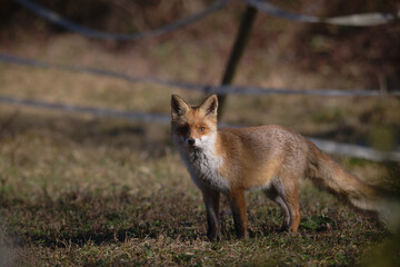 Uccellini e passeri in volo ,poiana picchio verde