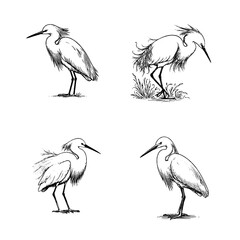 Snowy Egret