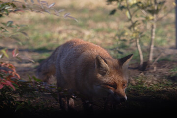 Uccellini e passeri in volo ,poiana picchio verde