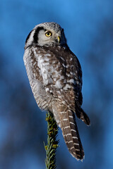 Northern hawk owl (Surnia ulula)