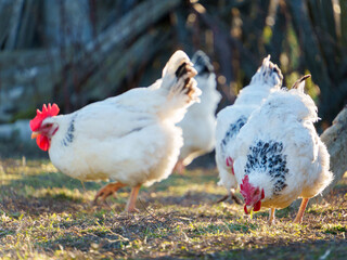 A group of white chickens with black spots grazes on the grass under bright sunlight. This rural setting captures the essence of farm life, highlighting nature and animals.