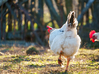 A chicken wanders across a grassy area on a farm, basking in the warm afternoon sunlight. Another chicken is visible in the background, creating a peaceful rural atmosphere.
