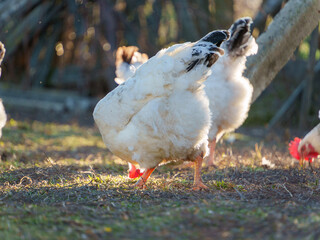 A group of ducks explores a grassy area under warm sunlight. They search for food while enjoying the tranquil atmosphere of the late afternoon.