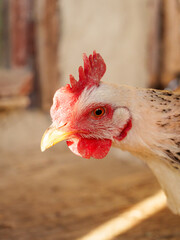 A chicken showcases its vibrant feathers and unique facial features in a rustic environment. The warm light highlights its striking colors and watchful expression during the day.
